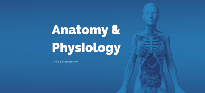 Ati anatomy and physiology online practice a