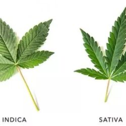 Banoreoz strain indica or sativa