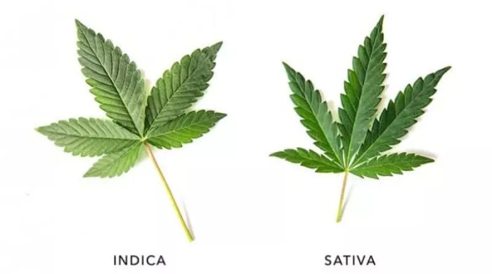 Banoreoz strain indica or sativa