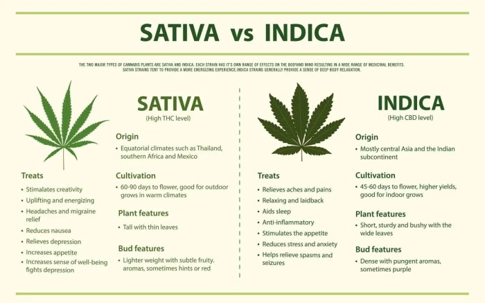 Strains sativa indica