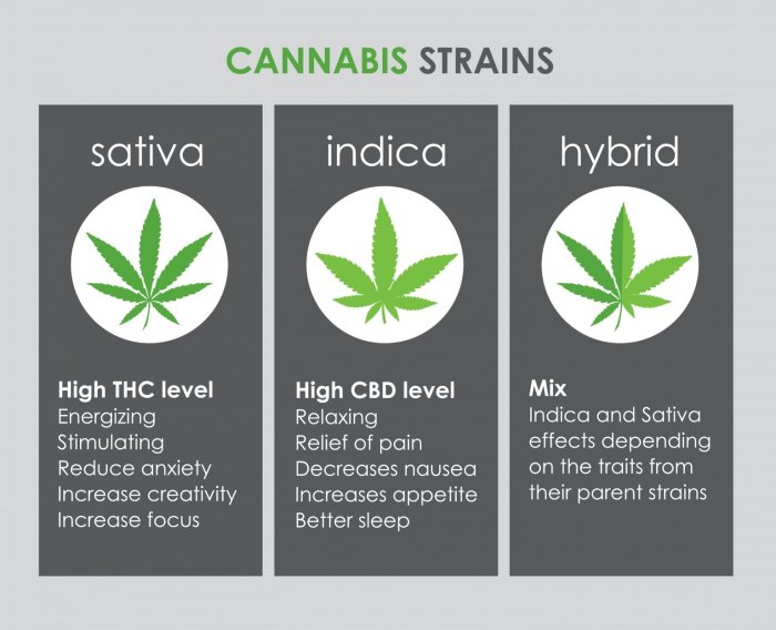 Banoreoz strain indica or sativa