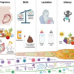 Premature infant hesi case study