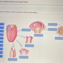 Art-labeling activity: gross anatomy of gustatory structures