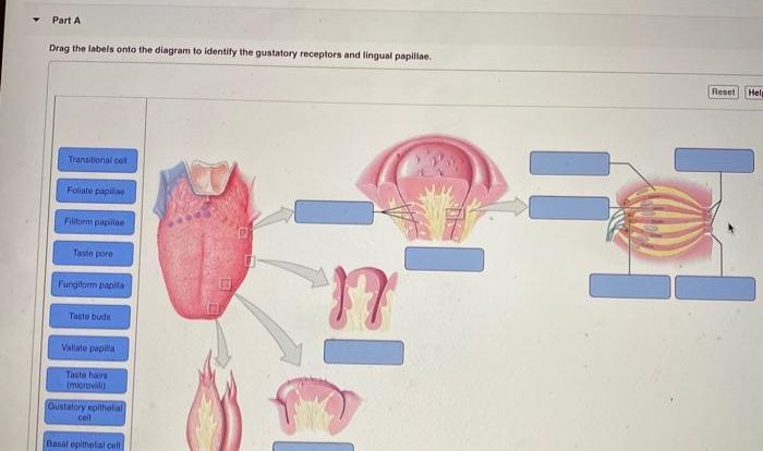 Art-labeling activity: gross anatomy of gustatory structures