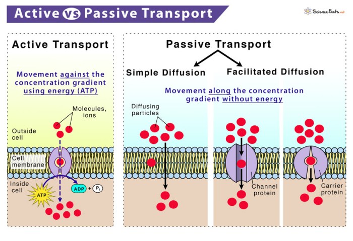 Passive transport and active transport venn diagram