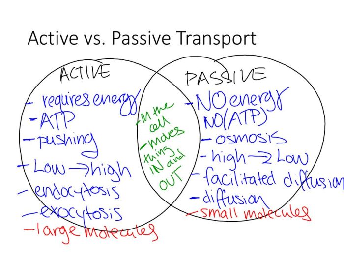 Passive transport and active transport venn diagram