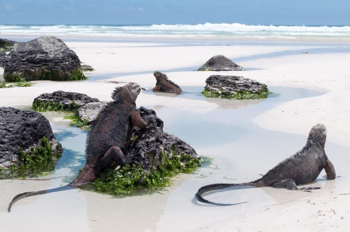 Por qué mucha gente visita las islas galápagos