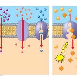 Passive venn ahmed belongs membrane marked