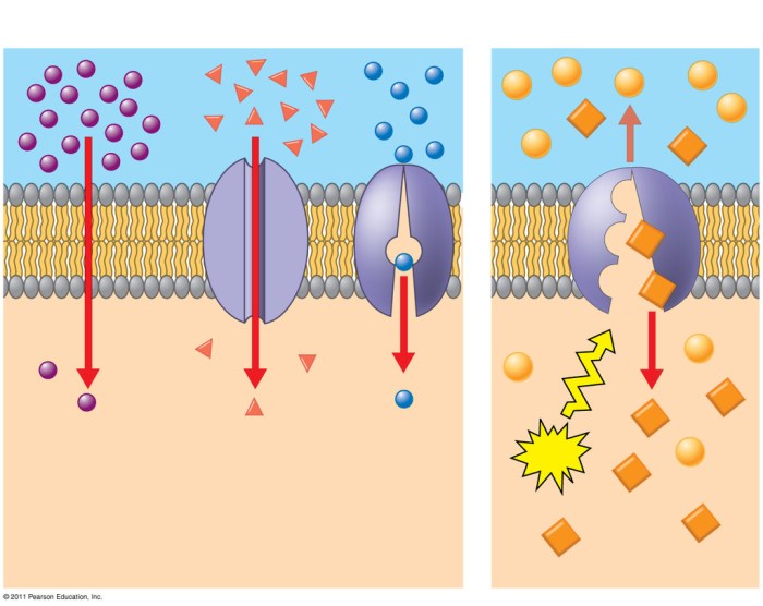 Passive venn ahmed belongs membrane marked