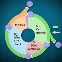 Hhmi the eukaryotic cell cycle and cancer